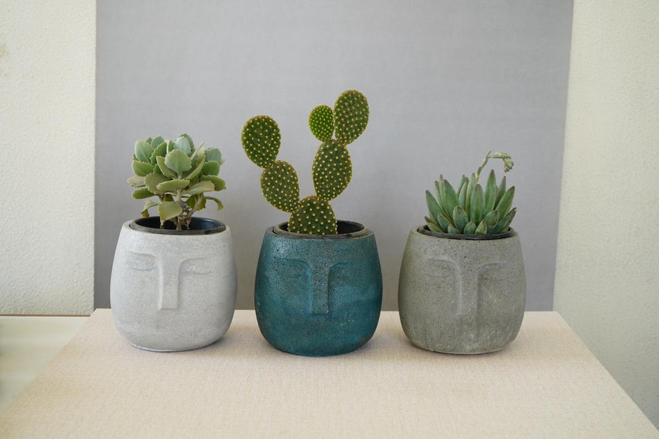 Face Planter/Organiser