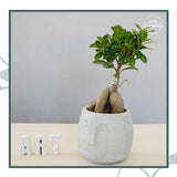Face Planter / Organiser