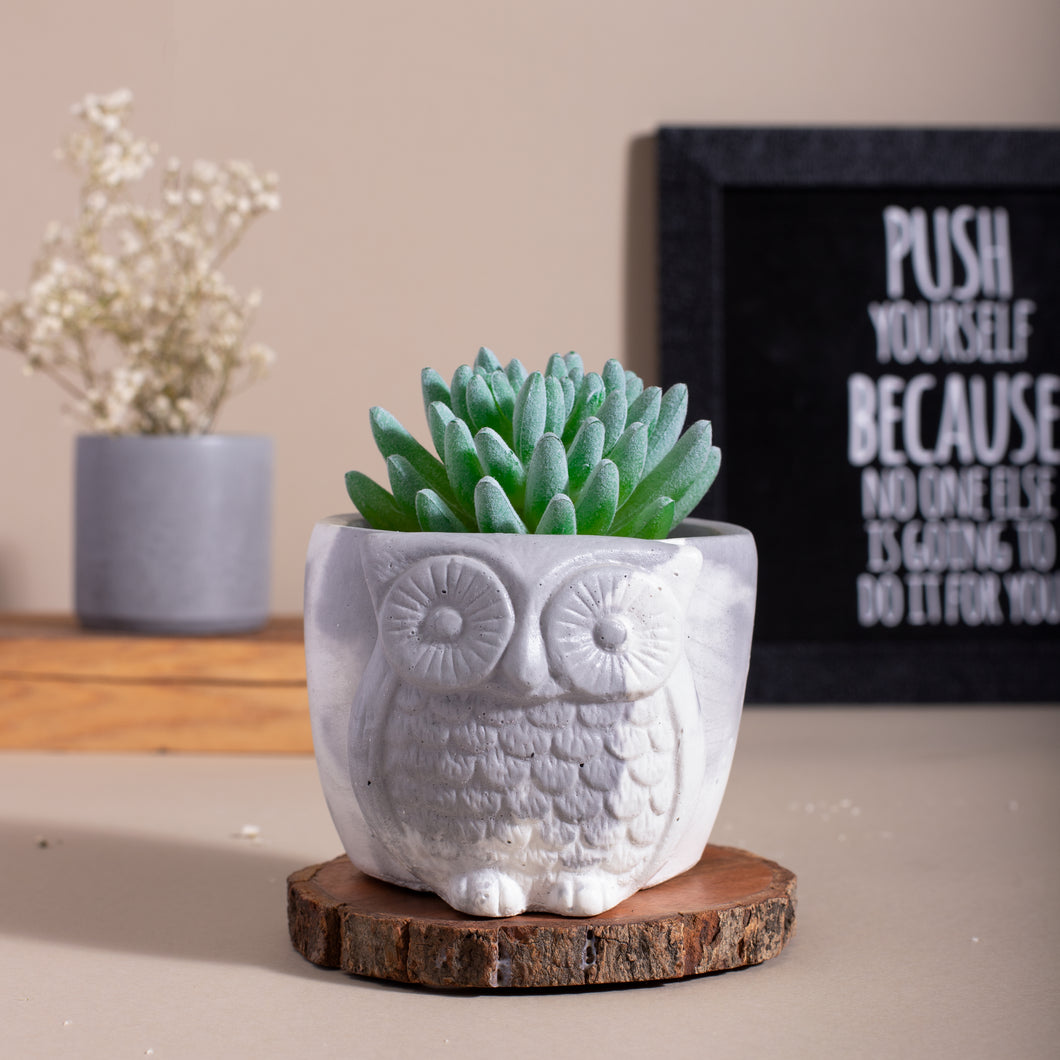 succulent owl planter Owl Planter/ Organizer – Yours Concretely